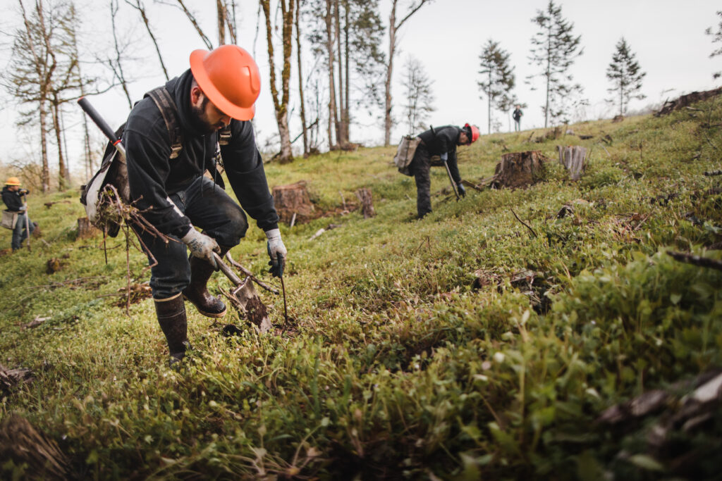 One Tree Planted