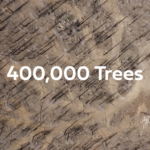 One Tree Planted